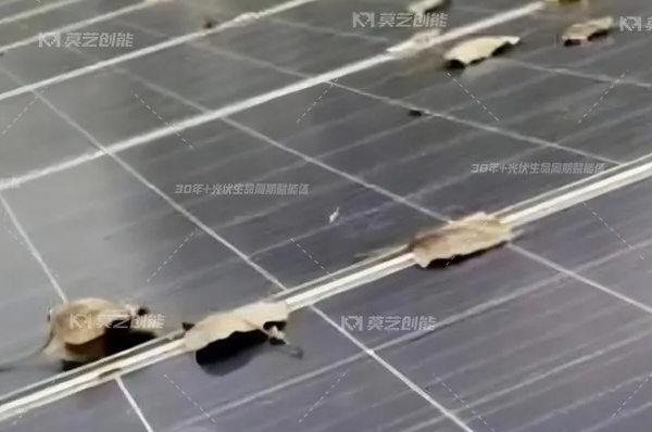 91看片网站视频一键解析工商业分布式光伏电站秋季...